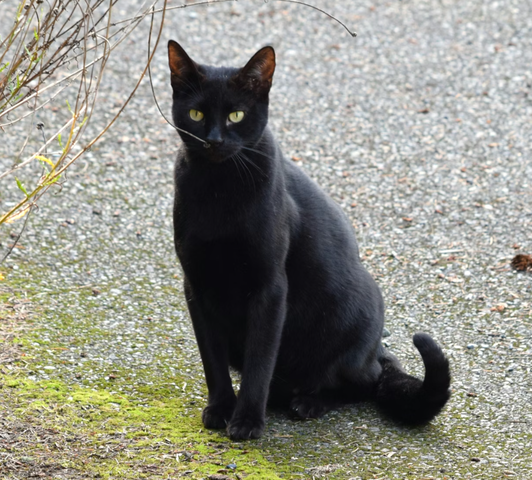 An image of a Bombay cat sitting down outside
